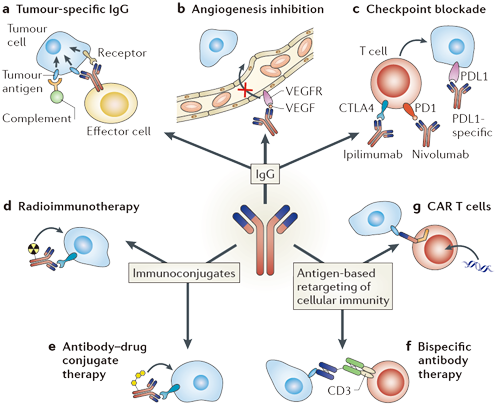 Machanisms of antibody-based cell killing