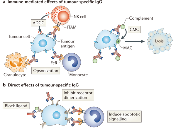 Mechanisms of antibody directed cell killing