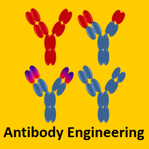 Mouse hybridoma monoclonal antibody