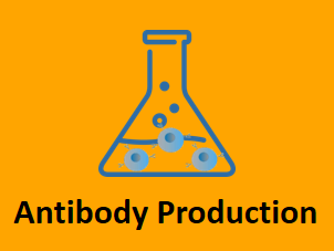 antibody production