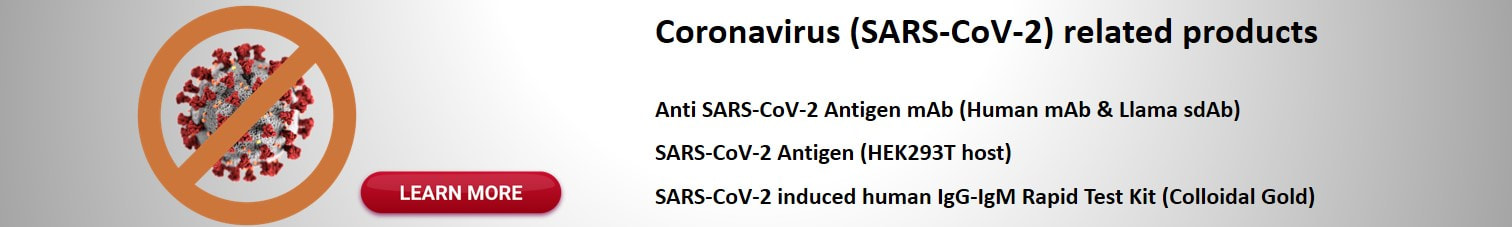COVID-19,SARS-CoV-2,antibody,protein,antigen,kit
