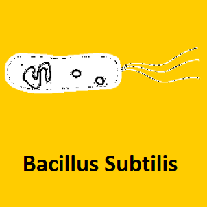 bacillus subtilis protein expression