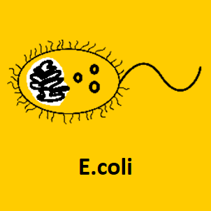 e.coli protein expression system