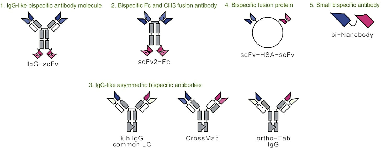 Types of bi-specific antibody