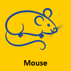 Mouse hybridoma monoclonal antibody