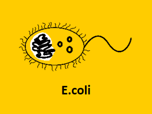 e.coli protein expression system