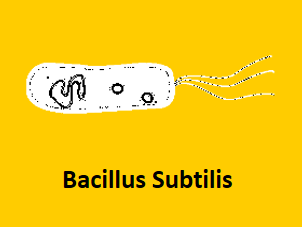 bacilus subtilis protein expression system