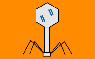 phage display monoclonal antibody library