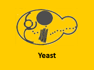 yeast protein expression system