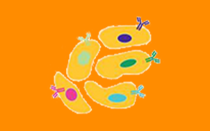 hybridoma mouse monoclonal antibody