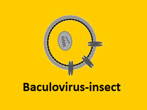 baculovirus insect cell protein expression system