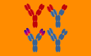 antibody engineering bi-specific antibody
