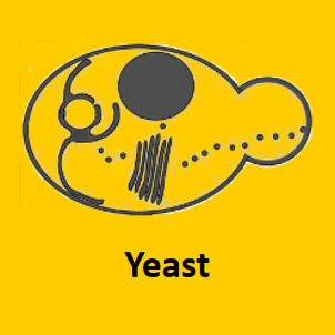 yeast protein expression